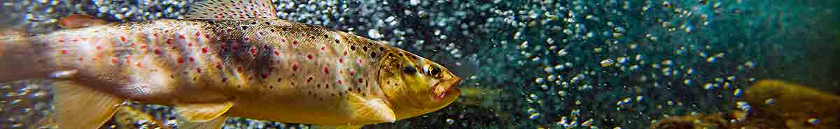 brown trout on sage fly rod